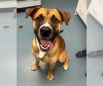Small American Bulldog-Saint Bernard Mix