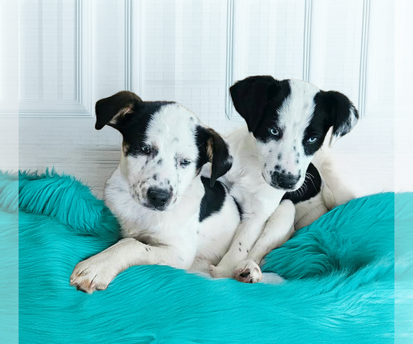 Medium Photo #1 Mutt Puppy For Sale in Unionville, PA, USA