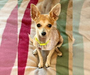 Chihuahua Dogs for adoption in Menifee, CA, USA