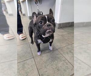 French Bulldog Dogs for adoption in San Antonio, TX, USA