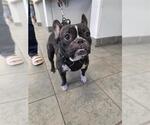 Small French Bulldog