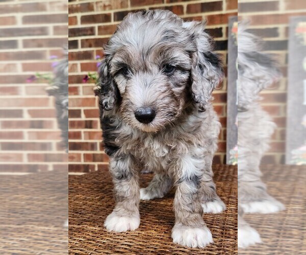 Medium Photo #4 Aussiedoodle Puppy For Sale in COLUMBIA, TN, USA
