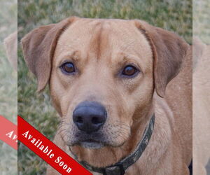 Labrador Retriever-Rhodesian Ridgeback Mix Dogs for adoption in Huntley, IL, USA