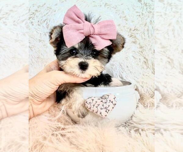 Medium Photo #3 Yorkshire Terrier Puppy For Sale in FORT LAUDERDALE, FL, USA