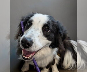 Mutt Dogs for adoption in Boston, MA, USA