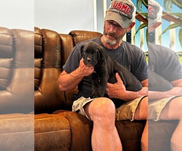 Medium Photo #38 Cane Corso Puppy For Sale in REEVESVILLE, SC, USA