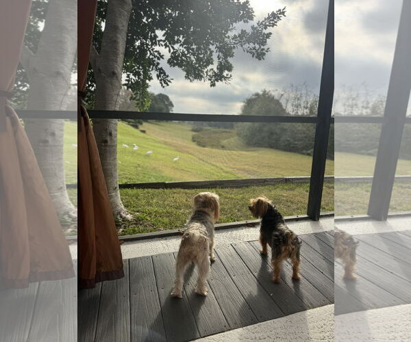 Medium Photo #4 Mutt Puppy For Sale in Sanford, FL, USA