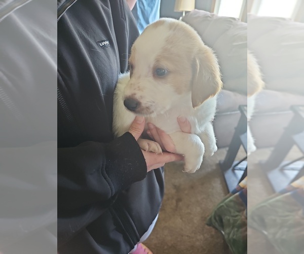 Medium Photo #1 Shepadoodle Puppy For Sale in CUDAHY, WI, USA