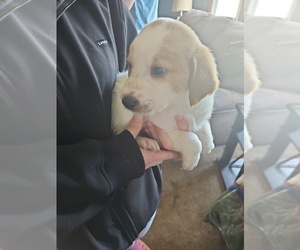 Shepadoodle Puppy for sale in CUDAHY, WI, USA