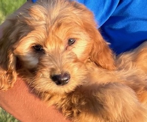 Goldendoodle (Miniature) Puppy for sale in HULL, IA, USA