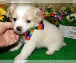 Small Photo #2 Miniature Australian Shepherd Puppy For Sale in HAMMOND, IN, USA