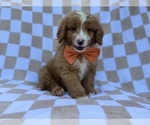 Larry - Male Goldendoodle (Miniature) Puppy for Sale - Photo #2