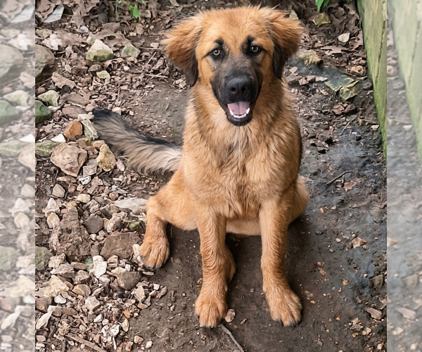 Medium Photo #1 Golden Retriever Puppy For Sale in Vail, AZ, USA