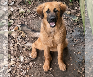 Golden Retriever Dogs for adoption in Vail, AZ, USA