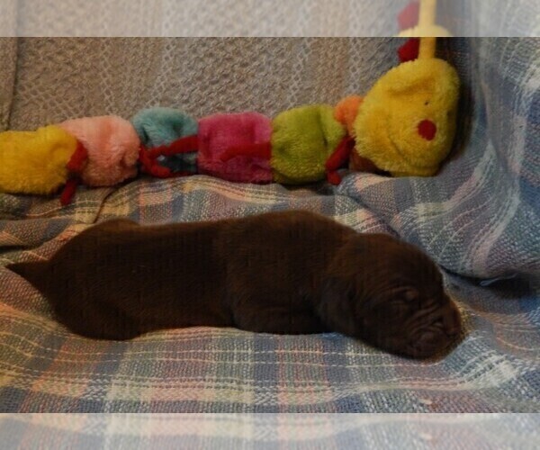 Medium Photo #10 Great Dane Puppy For Sale in SPRAGGS, PA, USA