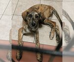 Small #7 Catahoula Leopard Dog-Great Pyrenees Mix