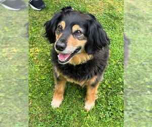 Australian Shepherd-Cavalier King Charles Spaniel Mix Dogs for adoption in East Derry, NH, USA