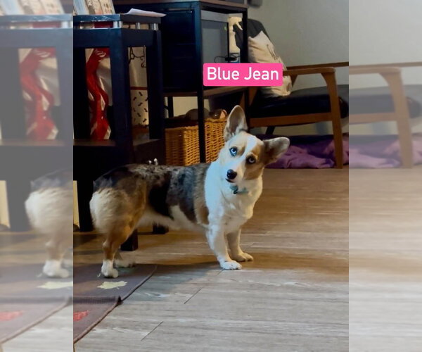 Medium Photo #2 Mutt Puppy For Sale in Foristell, MO, USA