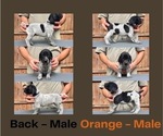 Small Photo #4 German Shorthaired Pointer Puppy For Sale in ARLINGTON, TX, USA