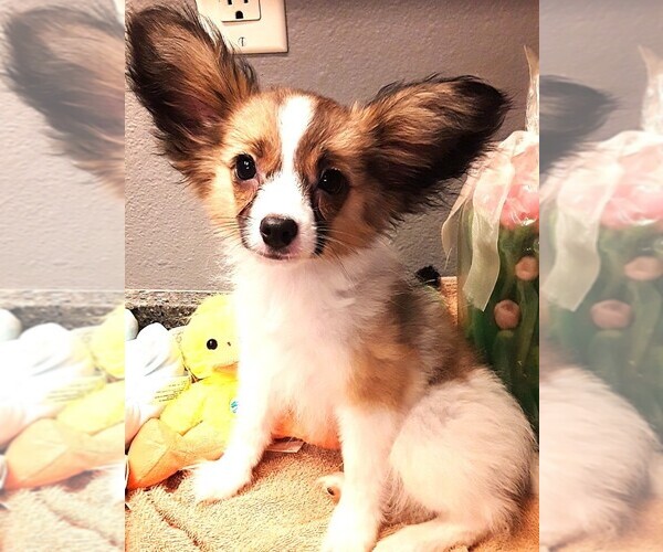 Medium Photo #1 Papillon Puppy For Sale in CHEYENNE, WY, USA