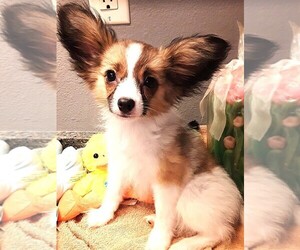 Papillon Litter for sale in CHEYENNE, WY, USA