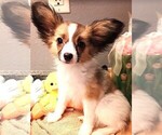 Small Papillon