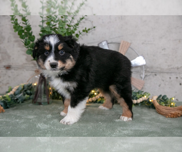 Medium Photo #3 Australian Shepherd Puppy For Sale in CAMDEN, MI, USA