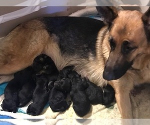 Mother of the German Shepherd Dog puppies born on 11/04/2019