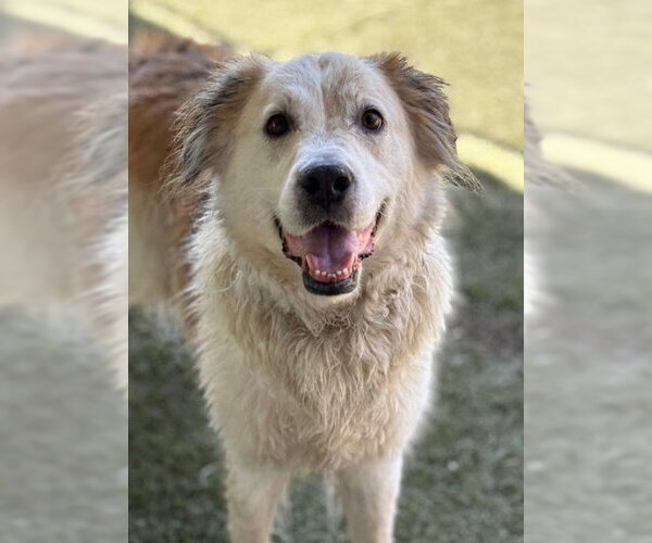 Medium Photo #9 Great Pyrenees-Unknown Mix Puppy For Sale in San Diego, CA, USA