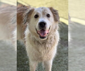 Auggie - Male Great Pyrenees-Unknown Mix Dog for Adoption - Photo #9