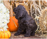 Small Photo #2 Cocker Spaniel Puppy For Sale in WAKARUSA, IN, USA