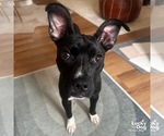 Small #5 Boston Terrier Mix