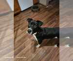 Small #1 Mutt