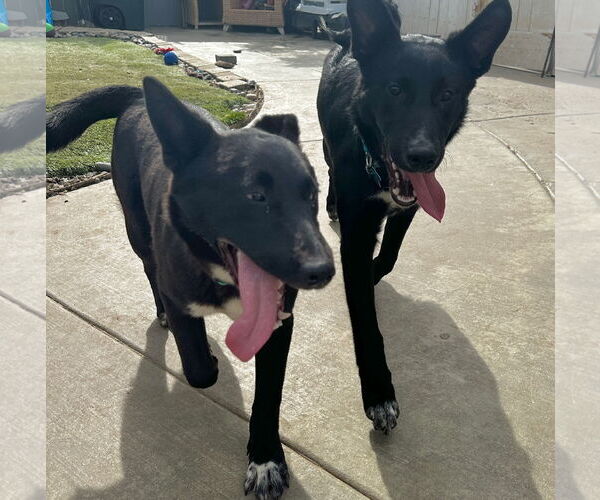 Medium Photo #8 Australian Kelpie-Labrador Retriever Mix Puppy For Sale in Newport Beach, CA, USA