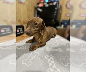 Father of the Dachshund puppies born on 04/11/2025