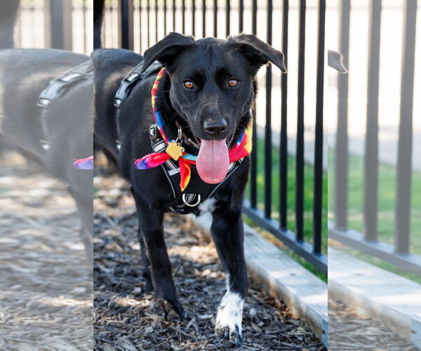 Medium Photo #3 Collie-Labrador Retriever Mix Puppy For Sale in McKinney, TX, USA