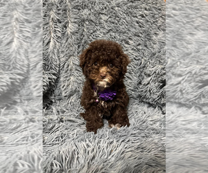 Cavapoo (Toy) Puppy for sale in JEFFERSONVILLE, IN, USA