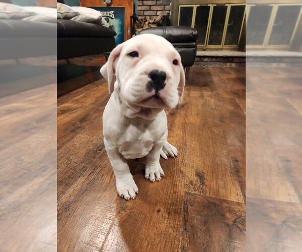 Medium Photo #1 Dogo Argentino Puppy For Sale in PATERSON, NJ, USA