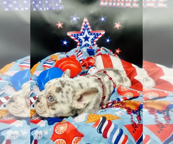 Medium Photo #2 French Bulldog Puppy For Sale in RICHARDS, TX, USA