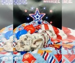 Small #1 French Bulldog