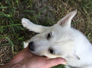 Wolf Hybrid Puppy for sale in LOXAHATCHEE, FL, USA