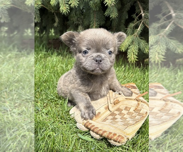 Medium Photo #4 French Bulldog Puppy For Sale in MIDDLEBURY, IN, USA