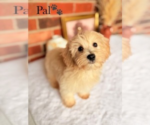 Poo-Ton Puppy for sale in MURFREESBORO, TN, USA