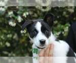 Small #1 American Staffordshire Terrier-Border Collie Mix