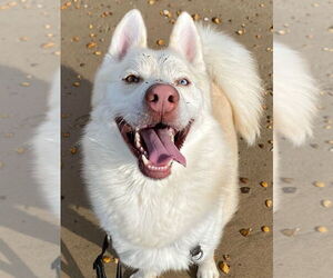 Maverick - Male Siberian Husky Dog for Adoption - Photo #7
