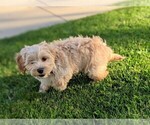 Small Photo #4 Cavachon-Poodle (Toy) Mix Puppy For Sale in AIRVILLE, PA, USA