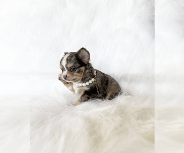 Medium Photo #5 Chihuahua Puppy For Sale in SACRAMENTO, CA, USA