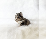 Small #4 Chihuahua