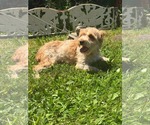 Small #1 Mutt