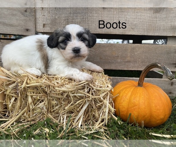 Medium Photo #1 Zuchon Puppy For Sale in WORTHINGTON, IN, USA